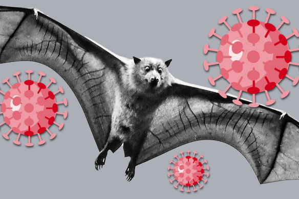 Bats in Australia don't carry the coronavirus.