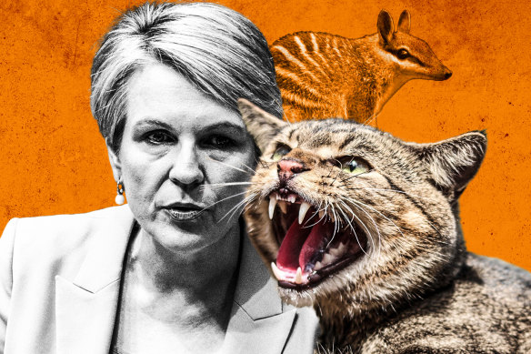 Environment Minister Tanya Plibersek is developing a new plan to tackle feral cats as the list of native wildlife threatened with extinction grows. 