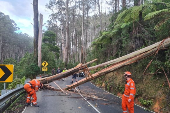 Marysville SES members work to remove a fallen tree from Black Spur Drive after wild weather on Sunday night.