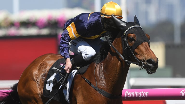 Is this the year Vengeur Masque secures a star in the Melbourne Cup?