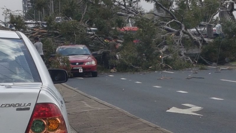 Hume Highway Tree Fall Four Injured Cars Damaged At Warwick Farm