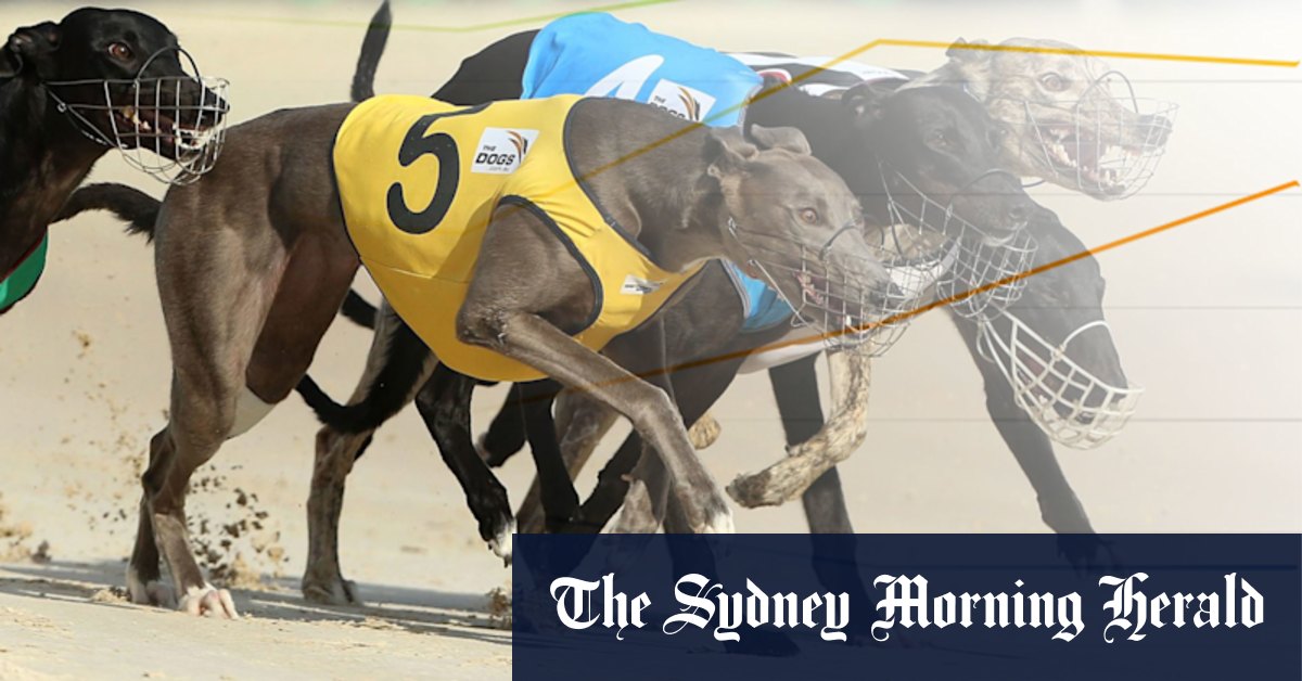 Greyhound racing: dog deaths, injuries on the increase in NSW - Vimarsana News