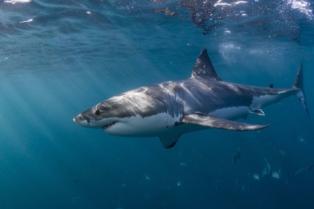 Great white shark