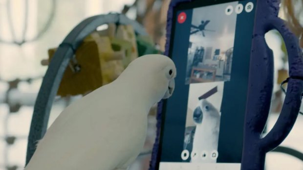 Hello, Rosie: Lonely parrots learn to video call their friends