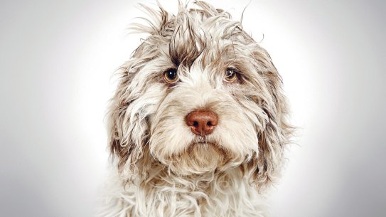 The 21st-century dog is more likely to be a pampered “fur baby” who sleeps under the doona, dines on organic pasture-raised lamb with ancient grains, enjoys, or endures, spa baths, and is possibly on Prozac.