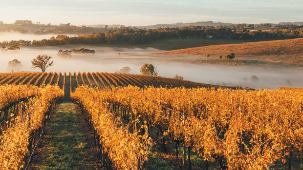 Here’s cheers: Australia’s 52 top wineries of 2020