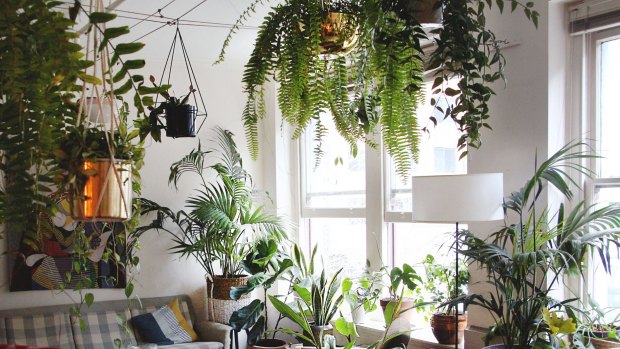 How to care for indoor plants in the cooler months