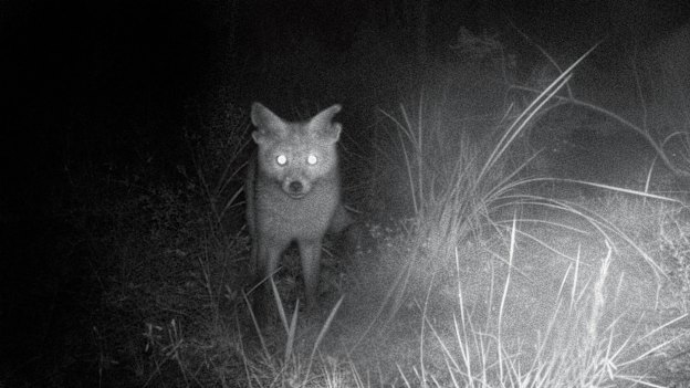 Caught on camera: Rambo, “the fox with ripped-up ears” – and the only feral still known to be lurking in a 5800-hectare Pilliga wildlife sanctuary for endangered native mammals.   