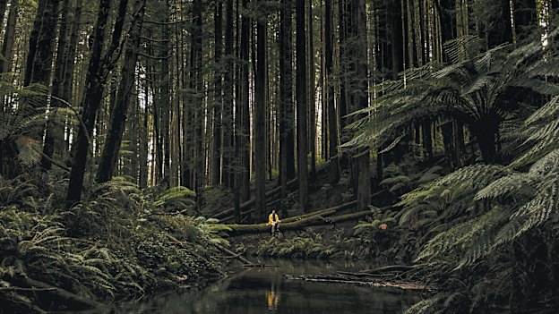 Wilderness in Victoria. In the words of David Attenborough: 
“We depend upon the natural world for every mouthful of food we eat and every lungful of air we breathe.”