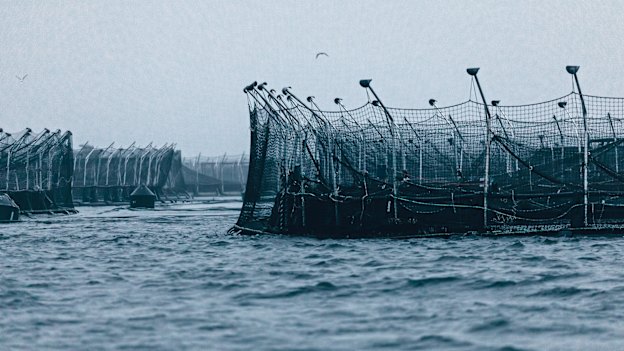 Tassal fish pens in the D’Entrecasteaux Channel. The farming of Atlantic salmon in Tasmanian waters, once 
a niche business, has grown into a full-scale industrial operation.