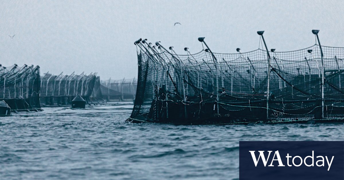 How Tasmania's salmon farms are being cleaned up by author Richard Flanagan - Vimarsana News