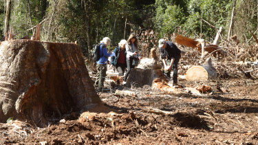 Members of the North East Forest Alliance audit logging in the Girard State Forest.