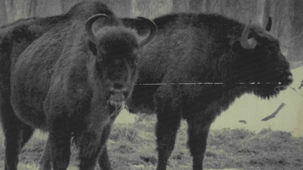The European bison (pictured here in 1986) has shown signs of recovery. 