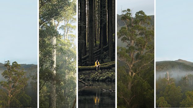 The Styx Valley in southern Tasmania and wildness in Victoria.