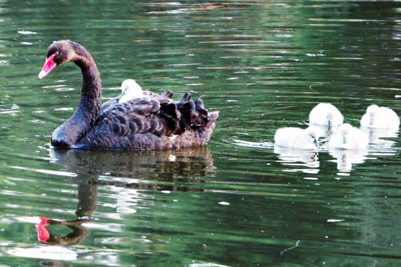 Mabel with a previous clutch of cygnets at the lake she hatched with Kevin.