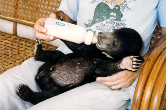 Mr Hobbs soon after he was rescued as a cub in Phnom Penh.