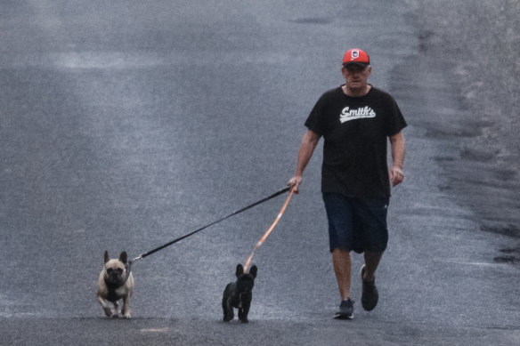 Disgraced One Nation MP Mark Latham on an early morning walk with his dogs near his home on Saturday.
