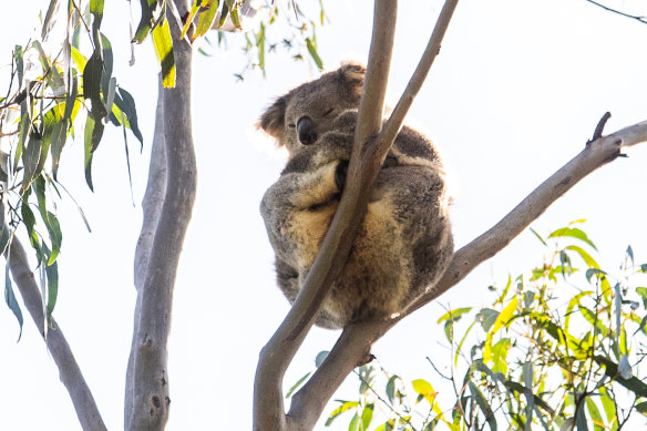 Strzelecki koalas, like this one pictured in the Morwell National Park, are thought to be the last genetically diverse koala population in Victoria.
