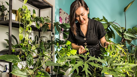 Horticulturist Tammy Huynh showing what the wet weather is doing to indoor plants.