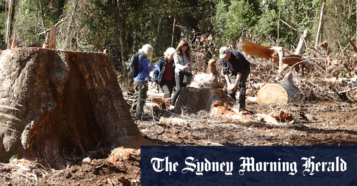 'Ridiculous': Government sits on forestry report as logging resumes - Vimarsana News