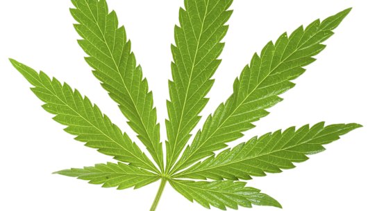 The company provides "seed to sale" services for cannabis growers, allowing them to track inventory, navigate laws and handle transactions all through Kind's software systems. The partnership marks the first major tech company to attach its name to the burgeoning industry of legal marijuana.