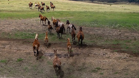 The government could consider aerial shooting of feral horses as part of its new management plan.