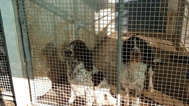 Authorities have raided two puppy farms in regional NSW. 