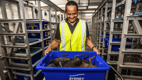 Inside the new Sydney Fish Market.