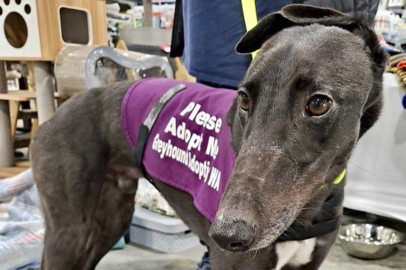 Curly is affectionate, friendly, good on a lead, and fine with other dogs and older kids (but not cats).  He can be timid with new people but warms up quickly. 
He is still learning manners around human food but responds well to guidance and training.  
He is playful and likes squeaky toys.