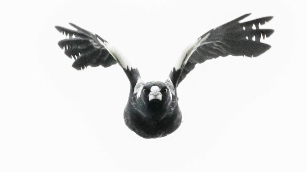 It’s magpie swooping season.