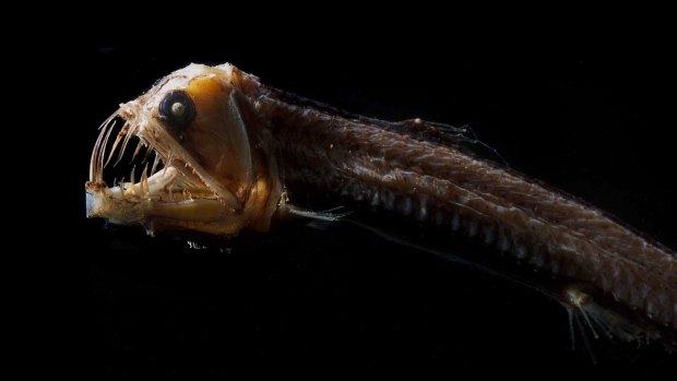 The museum fished out a range of monsters from the deep. This is a Sloane's Viperfish.