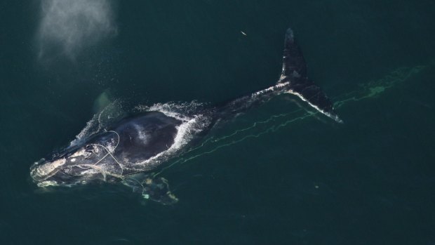 A North Atlantic right whale swims with a fishing net tangled around her head off the coast of Daytona Beach, Florida.