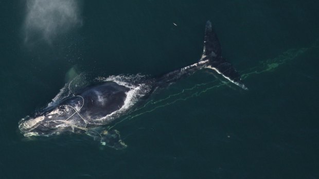  A North Atlantic right whale swims with a fishing net tangled around her head off the coast off Daytona Beach, Florida, in a file picture