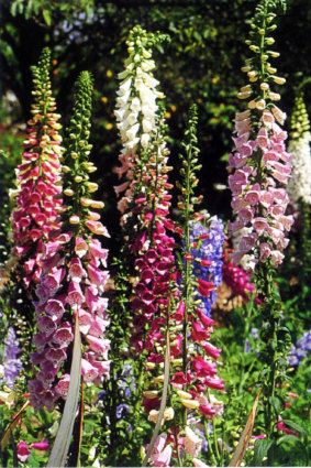 Look out for foxgloves emerging in places you don't want them.