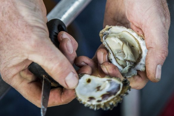 Freshly opened oysters farmed in Merimbula.
