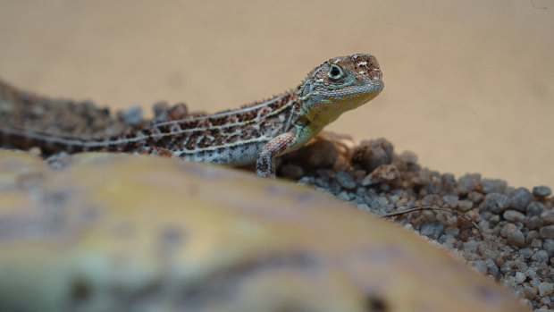 Once-‘extinct’ lizard stalls development of 310,000 homes