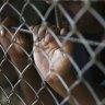 Youth justice in WA is at crisis point.