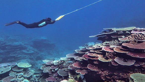 Australian Institute of Marine Science surveying the Great Barrier Reef to monitor coral recovery after mass bleaching events. 