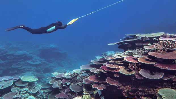 Australian Institute of Marine Science surveying the Great Barrier Reef to monitor coral recovery after mass bleaching events. 