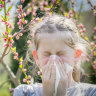 Australians with hay fever are dreading Spring and the pollen it brings.