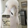 Hello, Rosie: Lonely parrots learn to video call their friends