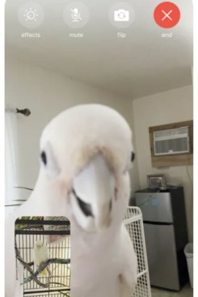 Researchers said video calls could help pet birds socialise.