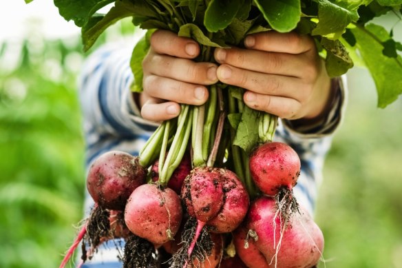 Radishes are not just superfoods, they’re super fast to grow.