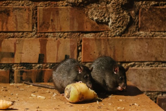 As restaurants have closed across the US, rats have become more desperate as they scrounge for food.