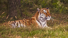 Yorkshire Wildlife Park is home to Siberian tigers.