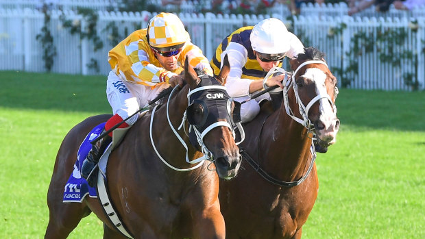 Stable quinella: Comin' Through (inside) holds off Tom Melbourne in the Ajax Stakes. 