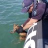 Waterlogged wallaby rescued 6.2km off North Stradbroke Island