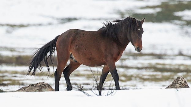 A brumby by the Snowy Mountains Highway near Kiandra, NSW, earlier this month.