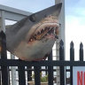 'Kick in the guts': Shark head found spiked on NSW Marine Rescue fence