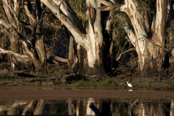 A grove of river red gums inside the Murray Valley National Park.